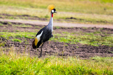 Adorable bird Crowned Crane
