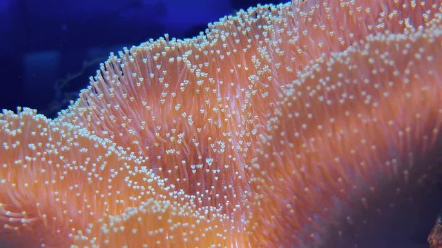 Glowing leather coral, toadstool mushroom glowing polyp closeup. Footage of Sarcophyton spp. family, pocillopora montipora in aquarium on depth. Underwater fauna and seaside landscape, seaweeds