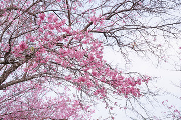cherry blossom, Beautiful cherry blossom Sakura in Thailand, Cherry blossoms or Sakura flower in Thailand, Beautiful Pink Sakura Flower Blooming, Cherry blossom tree background.