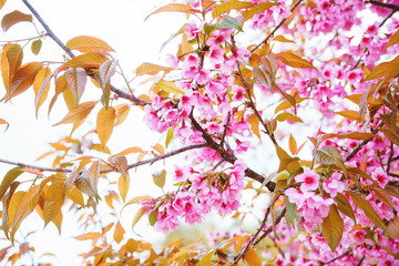 Close-up Spring Sakura Cherry Blossom with blue sky, Beautiful cherry blossom Sakura in Thailand, Beautiful Pink Sakura Flower Blooming, Autumn leaves on background of blue sky.