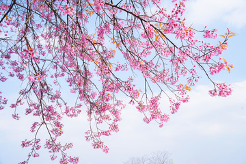 Beautiful cherry blossom Sakura in Thailand, Cherry blossoms or Sakura flower in Thailand, Beautiful Pink Sakura Flower Blooming, Abstract background with flowers.
