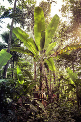 Bunch of bananas on a banana tree in a tropical forest