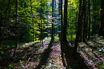 Kontraststarkes Licht im Wald
