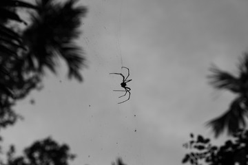 Big spider hanging on a web in a tropical forest