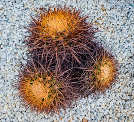 Fototapeta premium Collection beautiful prickly cacti in the greenhouse