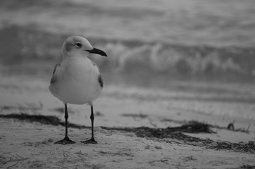Gaviota en la playa