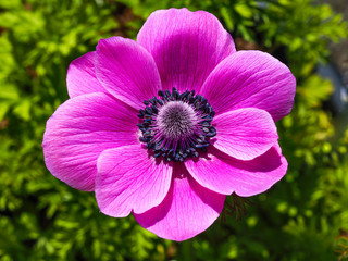 Closeup of a beautiful pink Anemone de Caen flower