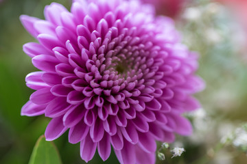 Nahaufnahme einer pinken Dahlie