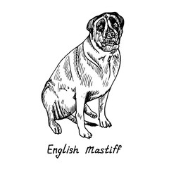 Dog of English Mastiff breed sitting, hand drawn doodle sketch with inscription, isolated vector outline illustration