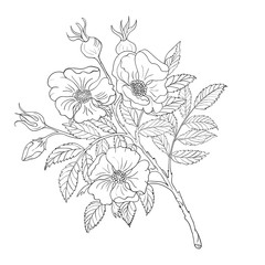 A branch of wild rose with flowers and buds. Black and white drawing on a white background. Vector illustration