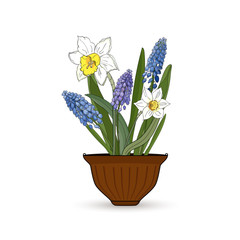 Flowers narcissus and muscari in a flower pot on a white background.