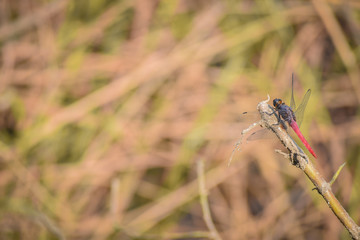 dragonfly on grass in a forest, Indian Wildlife 