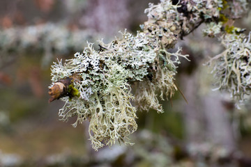 Branche et grands lichen