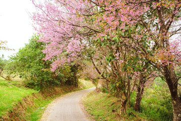Path in the park, Cherry blossoms and small roads at Khun Wang Project, Chiang Mai, Thailand