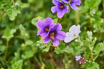 Rare White Texas Stork's Bill Flower