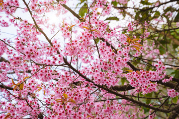 Beautiful Pink Sakura Flower Blooming, The morning sun shines at the Thai cherry blossoms during the winter in Thailand.