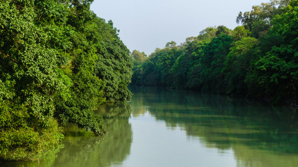 Fototapeta na wymiar River in forest 