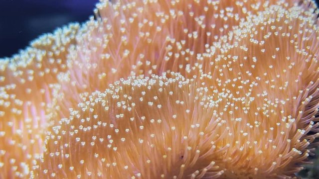Closeup of soft glowing leather coral, aquatic underwater footage. Leather mushroom toadstool corals in deep sea bottom, saltwater aquarium. Undersea seaweed or plant, marine organism with tentacles