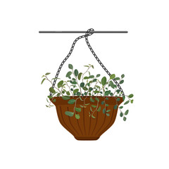 Pot hanging with potted flowers Tradescantia isolated on white background. Vector illustration