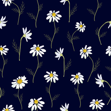 Field daisies seamless pattern on dark background. Vector © Светлана Зиновьева