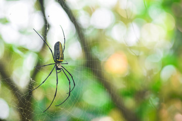 black spider on a web with yellow blur background, Indian Wildlife 