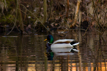 spring pond duck sun rays in the reflection in the water circles on the water