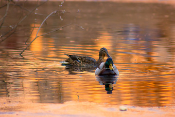 spring pond duck sun rays in the reflection in the water circles on the water