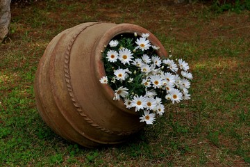 beautiful old pot with white daisies close up