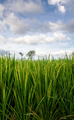 Rice field in tropics