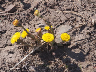 Foalfoot flowers in bloom. The first spring flowers.