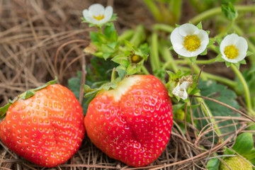 Red strawberry in garden at Vietnam