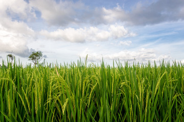 Fototapeta na wymiar Rice field in tropics