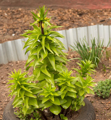 The first spring flowers. Spring in the city has already come.