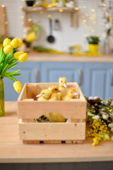Little ducklings in a basket. 