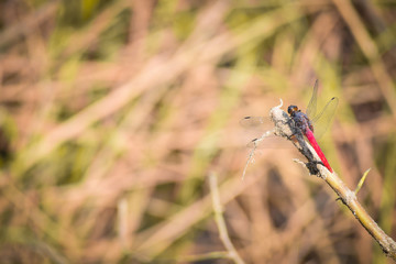 dragonfly on grass in a forest, Indian Wildlife 