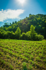 Fototapeta na wymiar Planted fields on the hills