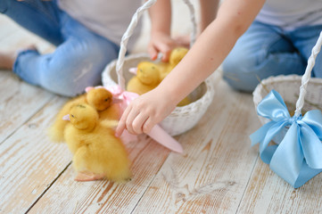 Little ducklings in a basket. 
