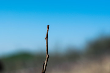 Young tree before being planted