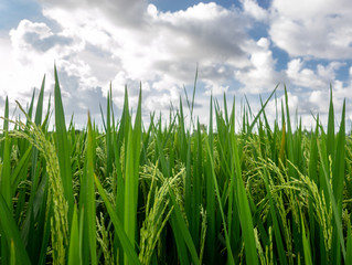 Obraz premium Rice field in tropics