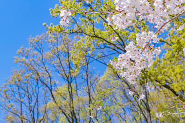 新緑と桜　春イメージ