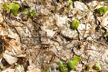 The ground is covered with fallen last year's leaves in the forest