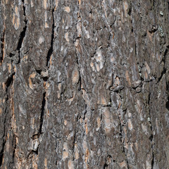 bark background texture