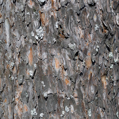 bark background texture