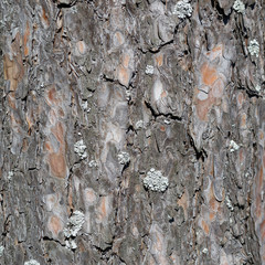 bark background texture