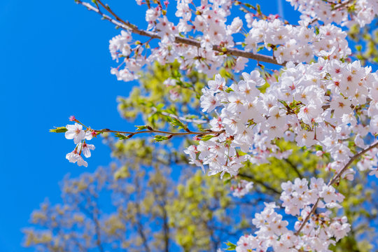 新緑と桜　春イメージ