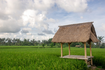 Fototapeta na wymiar Rice field in tropics
