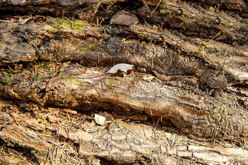 The trunk of an old fallen oak with a rough textured shape close-up