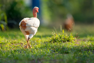 white chicken is too far behind the green background.