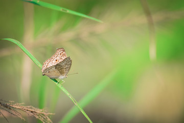 beautiful butterfly sitting on a green leaf with blur background 