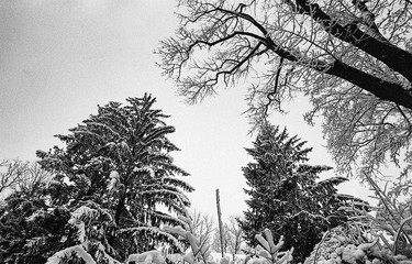snow covered fir trees in winter